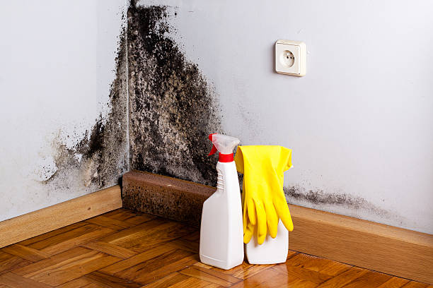 Best Basement Mold Removal  in Crugers, NY